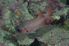 Myripristis violacea