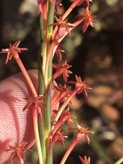 Struthiola macowanii
