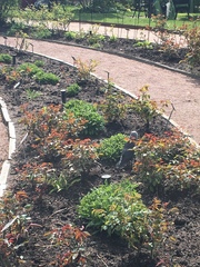 Corvus monedula