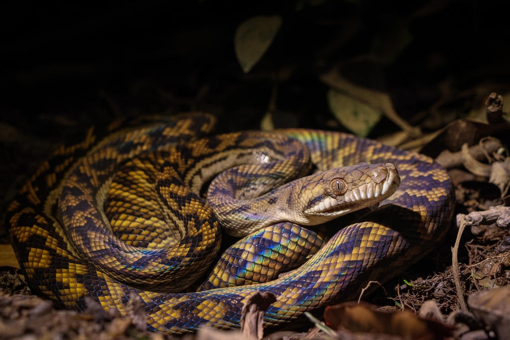 Scrub Python