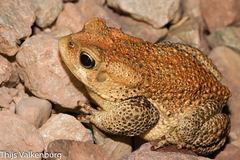 Berber Toad photo 4