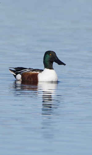 Northern Shoveler
