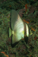 Platax pinnatus
