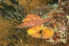 Oxycirrhites typus
