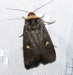 Proteuxoa cinereicollis