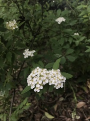Spiraea cinerea