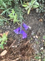 Penstemon heterophyllus
