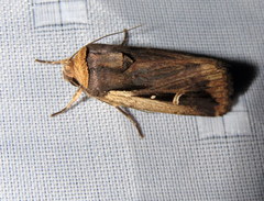 Proteuxoa tortisigna