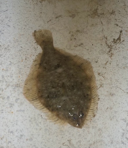 Greenback flounder (Rhombosolea tapirina) — Pleuronectidae — 3