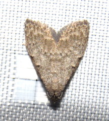 Nola pleurosema