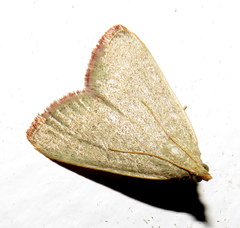 Hypsopygia albidalis