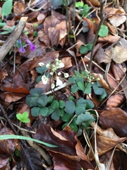 Cardamine trifolia