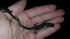 Plethodon caddoensis