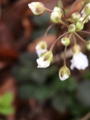 Cardamine trifolia