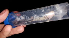 Plethodon caddoensis