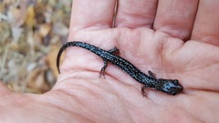 Plethodon caddoensis