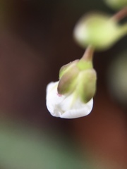 Cardamine trifolia