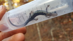 Plethodon caddoensis