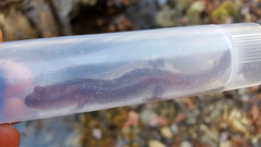 Desmognathus brimleyorum