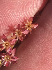 Struthiola macowanii