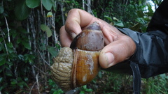 Megalobulimus terrestris