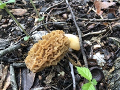 Morchella americana