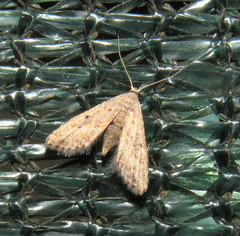 Araeopteron canescens