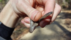 Virginia valeriae elegans