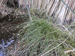 Eleocharis geniculata