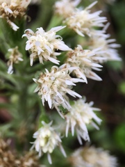 Petasites albus