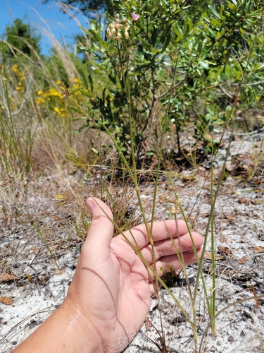 Image of Callisia ornata by (c) Jay Horn, some rights reserved (CC BY)