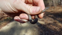 Virginia valeriae elegans