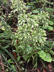 Petasites albus
