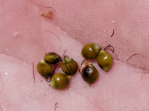 Image of Rhynchospora megalocarpa by (c) Jay Horn, some rights reserved (CC BY)