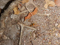 Dasymutilla cressoni
