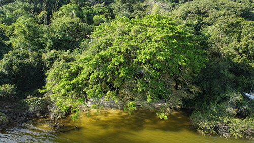 Ficus cestrifolia (Ficus cestrifolia)