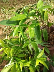 Dracaena surculosa