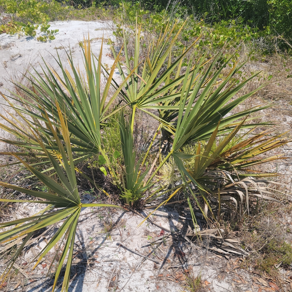 Scrub Palmetto from Moore Haven, FL 33471, USA on May 8, 2024 at 01:30 ...