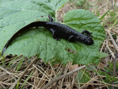 Ichthyosaura alpestris