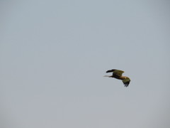 Circus aeruginosus