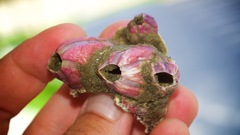 Megabalanus coccopoma