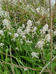 Hyacinthoides