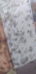 Anagyrus