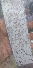 Anagyrus