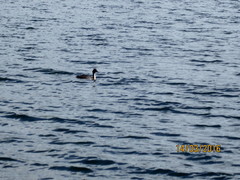 Podiceps cristatus australis