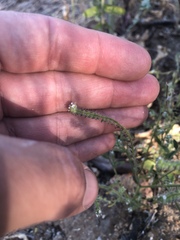Cryptantha microstachys