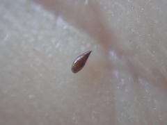 Cryptantha microstachys