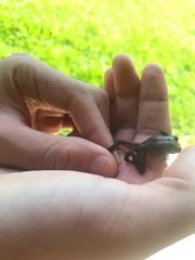 Pristimantis variabilis