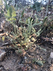 Cryptantha microstachys