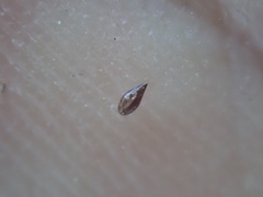 Cryptantha microstachys